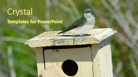  Presentation with swallow - Amazing presentation theme having tree swallow iridoprocne bicolor perched on a nesting box in a nature preserve backdrop and a tawny brown colored foreground