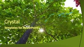  Presentation with symbol - Slide deck enhanced with tree symbol photo for growth background and a  colored foreground