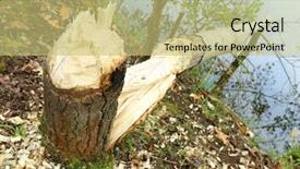  Presentation with tree river - PPT layouts enhanced with tree taken down by beaver background and a yellow colored foreground