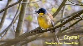  Presentation with indigenous - Presentation design consisting of tree this small songbird indigenous background and a tawny brown colored foreground