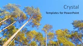  Presentation with sky blue - Slide set featuring tree-tops-against-blue-sky background and a light blue colored foreground