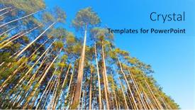  Presentation with pine forest - Cool new slide deck with tree-tops-against-blue-sky backdrop and a teal colored foreground