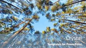  Presentation with pine forest - Theme consisting of tree-tops-against-blue-sky background and a teal colored foreground