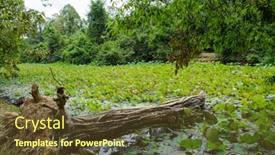  Presentation with cambodia - PPT layouts consisting of tree trunk in the moat in banteay kdei temple - angkor cambodia background and a tawny brown colored foreground