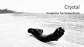  Presentation with black white tree - Amazing PPT layouts having tree trunk on a deserted backdrop and a white colored foreground