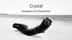  Presentation with black white tree - Slide deck consisting of tree trunk on a deserted background and a white colored foreground