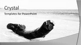  Presentation with black white tree - Beautiful theme featuring tree trunk on a deserted backdrop and a white colored foreground