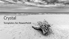  Presentation with black white tree - Presentation enhanced with tree trunk on the beach cloudy stormy day black and white landscape background and a light gray colored foreground