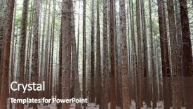  Presentation with redwood forest - Cool new PPT theme with tree trunks in redwood forest backdrop and a tawny brown colored foreground