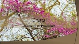  Presentation with purple flowers - Cool new slides with tree with beautiful purple flowers backdrop and a coral colored foreground