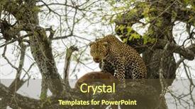  Presentation with serengeti africa - Cool new presentation theme with tree with its prey backdrop and a tawny brown colored foreground