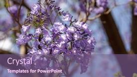  Presentation with bloom - Theme consisting of tree-with-jacaranda-flowers background and a violet colored foreground