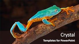  Presentation with exotic animals - Slide deck having treefrog in amazon rain forest background and a wine colored foreground