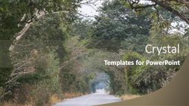  Presentation with misty - Slide set featuring trees-alley-in-misty-morning background and a gray colored foreground