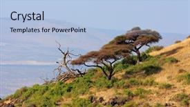  Presentation with thorn - PPT layouts enhanced with trees amboseli national park kenya background and a light blue colored foreground