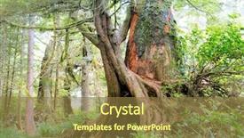  Presentation with british columbia canada - Beautiful theme featuring temperate rainforest - trees and foliage in rain backdrop and a tawny brown colored foreground