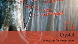  Presentation with foggy forest - Slide set featuring trees and leaves foggy forest background and a red colored foreground