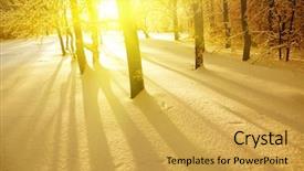 Presentation with winter and trees - Amazing presentation theme having trees at sunset in winter backdrop and a yellow colored foreground
