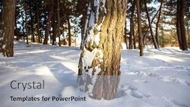  Presentation with trees - PPT theme having trees-boles-on-a-snowy background and a light gray colored foreground