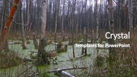  Presentation with swamp - Beautiful presentation design featuring trees in a forest swamp backdrop and a  colored foreground