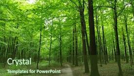  Presentation with trees - Colorful slides enhanced with trees in a green forest backdrop and a  colored foreground