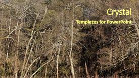  Presentation with forest winter - Presentation theme having trees in a temperate forest background and a tawny brown colored foreground