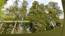  Presentation with rain - Amazing slides having trees-in-a-temperate-rain backdrop and a tawny brown colored foreground