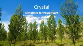  Presentation with trees - Presentation theme enhanced with trees-in-maderuelo-segovia-province background and a  colored foreground