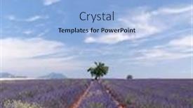  Presentation with lavender flowers - Colorful PPT layouts enhanced with trees in the rows of scented flowers in the lavender fields of the french provence near valensole backdrop and a light blue colored foreground