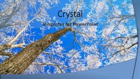  Presentation with tree sky trees green - Audience pleasing presentation theme consisting of trees in winter with blue backdrop and a light blue colored foreground