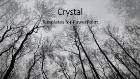  Presentation with creepy forest - Beautiful presentation theme featuring word writing authors in the office with laptop marker pen stationery coffee business concept for word message text typography workshop white background with space backdrop and a coral colored foreground