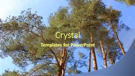  Presentation with pine trees - 