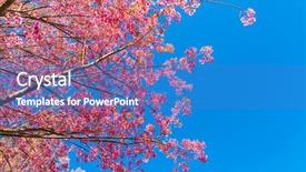  Presentation with blooming lotus flower of pink - PPT theme consisting of trees orchard - beautiful pink flower blossom background and a  colored foreground