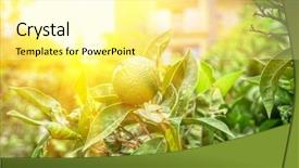  Presentation with lime - Slide deck consisting of trees orchard - lime tree with fruits closeup background and a blonde colored foreground