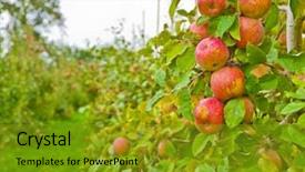  Presentation with red apple tree - Audience pleasing PPT theme consisting of trees orchard - red apples on apple tree backdrop and a gold colored foreground