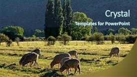  Presentation with south africa - Beautiful slide deck featuring trees pasture and grazing sheep backdrop and a ocean colored foreground