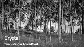  Presentation with palm plantation - PPT theme with trees plantation many beautiful tropical background and a gray colored foreground
