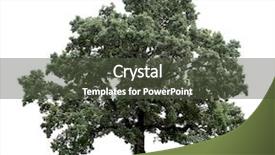  Presentation with white birch tree - PPT theme consisting of trees please visit my portfolio background and a  colored foreground