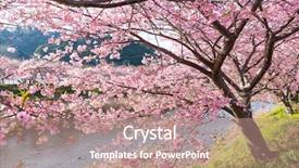  Presentation with tree river - Beautiful slides featuring trees river - sakura tree backdrop and a coral colored foreground