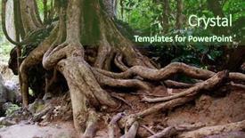  Presentation with tree roots - PPT theme having trees roots - closeup image of a tree background and a tawny brown colored foreground
