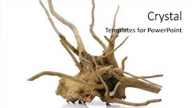  Presentation with root - Colorful PPT theme enhanced with trees roots - dry old root isolated backdrop and a white colored foreground