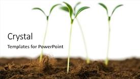  Presentation with green life - Amazing slides having trees roots - green seedling illustrating concept backdrop and a white colored foreground