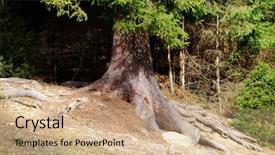  Presentation with tree root - Cool new slide set with trees roots - old big tree root backdrop and a coral colored foreground