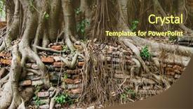  Presentation with tree roots - Beautiful slide deck featuring trees roots - tree trunk covered old wall backdrop and a tawny brown colored foreground