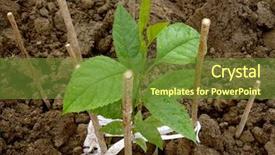  Presentation with tree roots - Slides enhanced with being damaged by mole cricket background and a tawny brown colored foreground