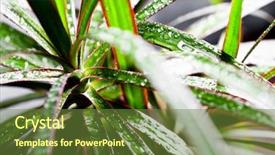  Presentation with drop of water - Presentation theme enhanced with dracena marginata with water drops background and a tawny brown colored foreground