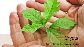  Presentation with oak tree - Amazing PPT layouts having water trees - hands holding sapling tree oak backdrop and a coral colored foreground