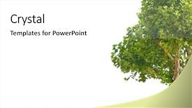  Presentation with single tree - PPT layouts with  background and a  colored foreground