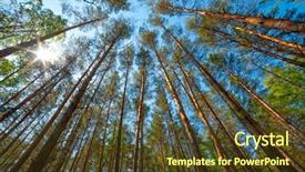  Presentation with bottom up - Presentation theme having trees sky green - pine forest view from bottom background and a tawny brown colored foreground