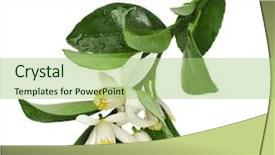  Presentation with citrus - PPT layouts having trees water - citrus blooming branch close up background and a mint green colored foreground